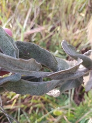 Eremanthus mollis