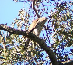 Accipiter cooperii