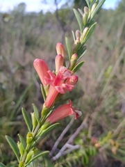 Esterhazya macrodonta