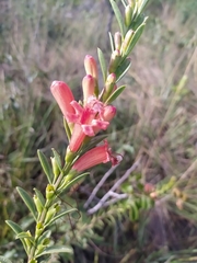 Esterhazya macrodonta