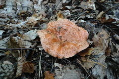 Lactarius semisanguifluus