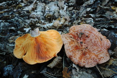 Lactarius semisanguifluus