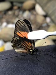 Castilia perilla