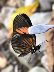Castilia perilla