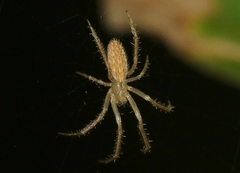 Larinia directa