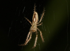 Larinia directa