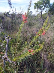 Esterhazya macrodonta