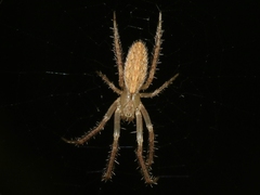 Larinia directa