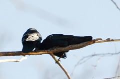 Corvus frugilegus