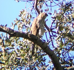 Accipiter cooperii