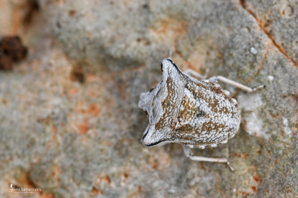 Ventocoris