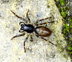 Corinninae