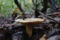 Tricholoma frondosae