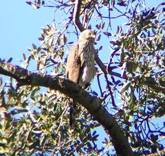 Accipiter cooperii