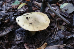 Tricholoma frondosae