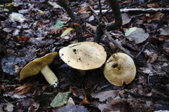 Tricholoma frondosae