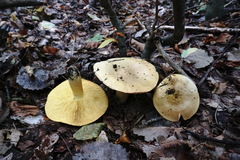 Tricholoma frondosae
