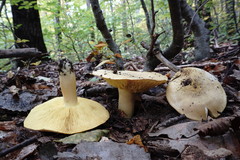 Tricholoma frondosae