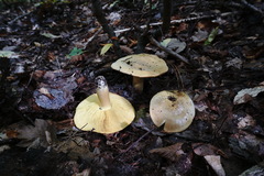 Tricholoma frondosae