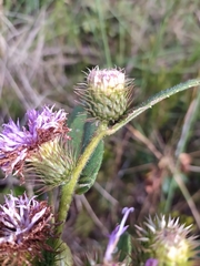 Vernonia bardanoides