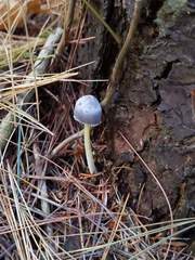 Mycena griseoviridis