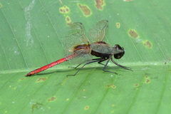 Tauriphila australis