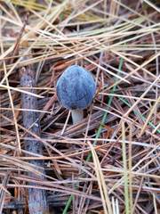 Mycena griseoviridis