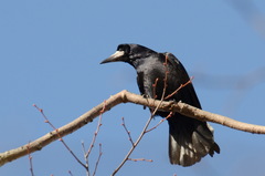 Corvus frugilegus