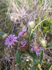 Vernonia bardanoides