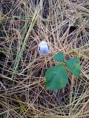 Mycena griseoviridis
