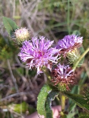 Vernonia bardanoides