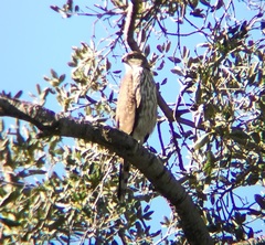 Accipiter cooperii