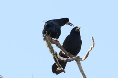 Corvus frugilegus
