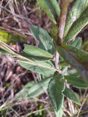 Vernonia bardanoides