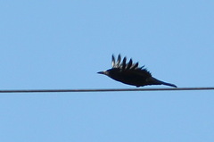 Corvus frugilegus