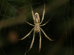 Larinia directa