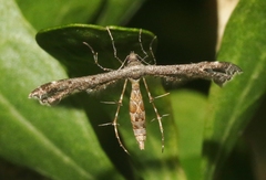 Michaelophorus indentatus