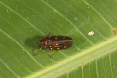 Ocoaxo septemnotatus