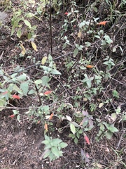 Clinopodium macrostemum