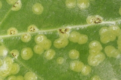 Uromyces asclepiadis