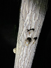 Cryptotympana atrata