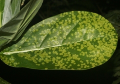 Uromyces asclepiadis