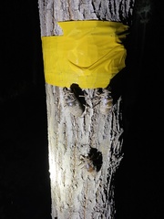 Cryptotympana atrata