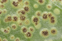 Uromyces asclepiadis