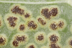 Uromyces asclepiadis