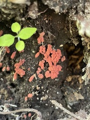 Arcyria insignis