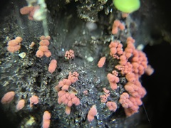 Arcyria insignis
