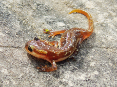 Lyciasalamandra