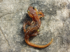 Lyciasalamandra