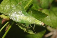 Oecanthus texensis